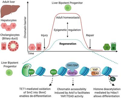 Epigenetic Regulation of Cell-Fate Changes That Determine Adult Liver Regeneration After Injury